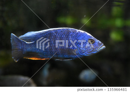 Electric blue hap also known as cornflower cichlid Haplochromis ahli freshwater aquarium fish close up. Popular bright blue African cichlid species. Electric blue hap also known as cornflower cichlid Haplochromis ahli freshwater aquarium fish close up. Popular bright blue African cichlid species. 135966481