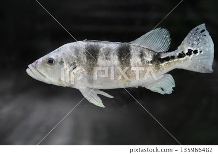 African cichlid fish with dark vertical bands swimming in freshwater aquarium clear side view popular ornamental species for home aquariums African cichlid fish with dark vertical bands swimming in freshwater aquarium clear side view popular ornamental species for home aquariums 135966482