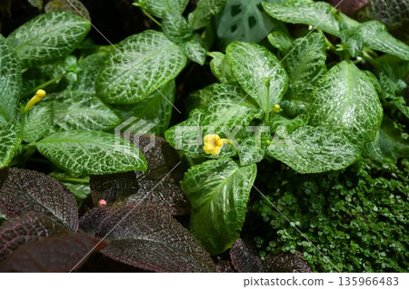 Tropical terrarium plants with Episcia yellow flower Fittonia and Maranta foliage forming dense colorful ground cover in humid indoor garden setting 135966483