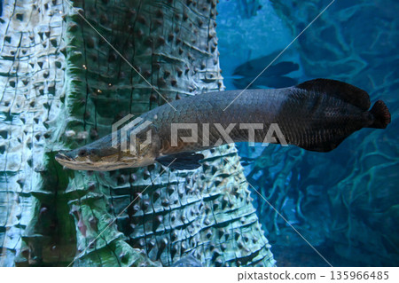 Arapaima gigas swimming underwater in aquarium large Amazon freshwater fish in full body view showing elongated form and natural scales 135966485