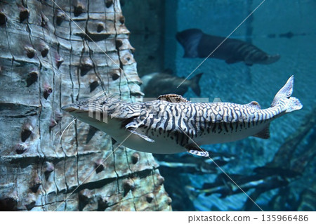 Close up portrait of Pseudoplatystoma tigrinum catfish showing striped pattern whiskers and powerful body swimming underwater in aquarium Close up portrait of Pseudoplatystoma tigrinum catfish showing striped pattern whiskers and powerful body swimming underwater in aquarium 135966486