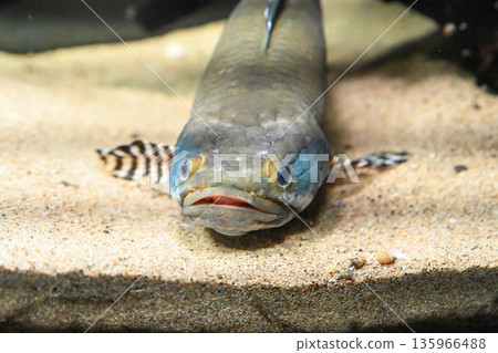 Front view close up of peacock snakehead fish head and fins visible facing camera showing intense eyes texture and ornamental pattern in aquarium Front view close up of peacock snakehead fish head and fins visible facing camera showing intense eyes texture and ornamental pattern in aquarium 135966488