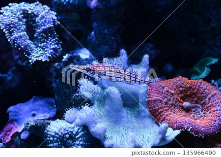 Longnose hawkfish close to colorful mushroom corals discosoma in marine aquarium underwater scene with vivid reef textures and tropical aquatic wildlife Longnose hawkfish close to colorful mushroom corals discosoma in marine aquarium underwater scene with vivid reef textures and tropical aquatic wildlife 135966490