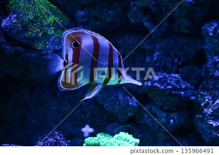 Copperband butterflyfish Chelmon rostratus swimming close to reef corals in marine aquarium underwater tropical fish with long snout and striped body 135966491