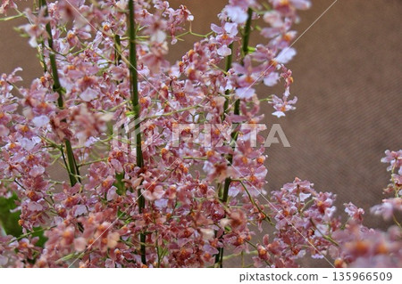 粉紅洋蔥蘭花 135966509