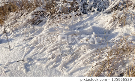 Beautiful crystalline hoarfrost and thick snow covering thin tree branches on a sunny winter day. 135966529