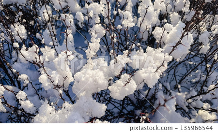 Close-up of sharp thorny branches covered in fluffy white snow and sparkling rime on a sunny winter day. 135966544
