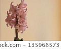 Hyacinth 135966573
