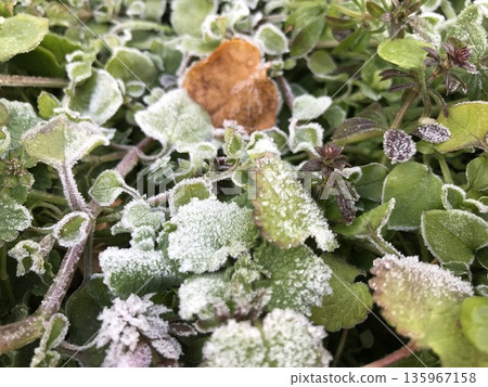 Frost on the grass 1 135967158