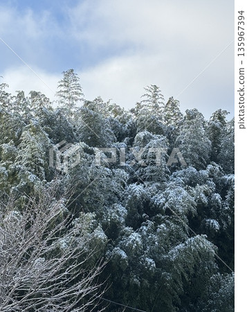 Snow-covered bamboo grove Snow-covered bamboo grove 135967394