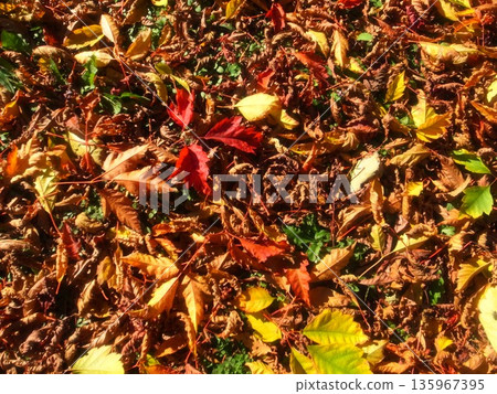 Fallen leaves Fallen leaves 135967395