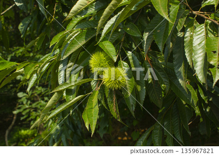 green Chestnut bur in forest green Chestnut bur in forest 135967821