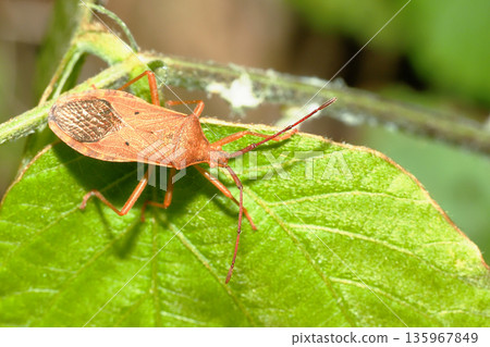 Hoshi Hararillo Helicopter bug Hoshi Hararillo Helicopter bug 135967849