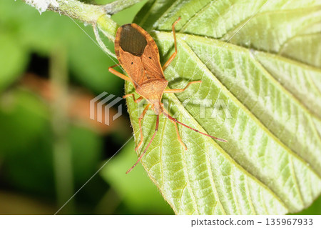 Hoshi Hararillo Helicopter bug Hoshi Hararillo Helicopter bug 135967933