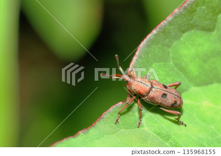 Tohoshita weevil Tohoshita weevil 135968155