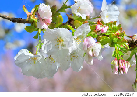 藍天下，赤城南側盛開著潔白的太白櫻花。 135968257