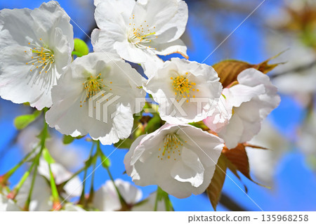 White flowers, Taihaku, cherry blossoms in full bloom on the south side of Akagi under a blue sky White flowers, Taihaku, cherry blossoms in full bloom on the south side of Akagi under a blue sky 135968258