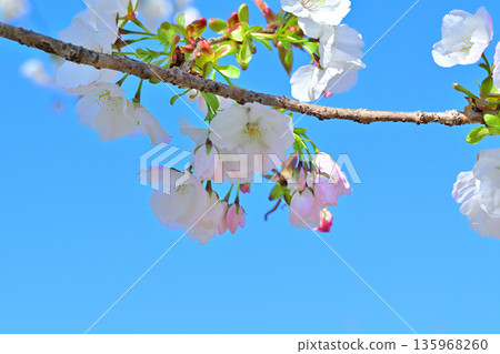 White flowers, Taihaku, cherry blossoms in full bloom on the south side of Akagi under a blue sky White flowers, Taihaku, cherry blossoms in full bloom on the south side of Akagi under a blue sky 135968260