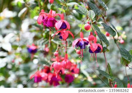 Fuchsia 'General Monk' Fuchsia 'General Monk' 135968262