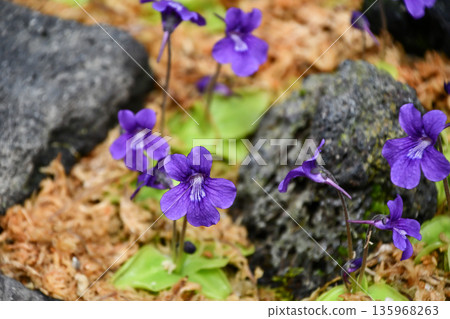 Pinguicula grandiflora Large-flowered Butterwort 135968263
