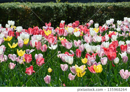 Colorful tulips Colorful tulips 135968264