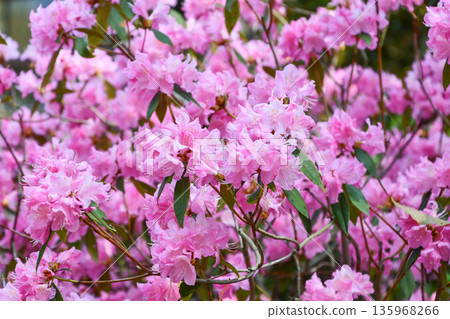 Azalea "Haruichiban" Rhododendron 'Haruichiban' 135968266