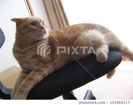 Cat in a chair Cat in a chair 135968317