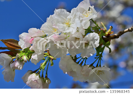White flowers, Taihaku, cherry blossoms in full bloom on the south side of Akagi under a blue sky White flowers, Taihaku, cherry blossoms in full bloom on the south side of Akagi under a blue sky 135968345