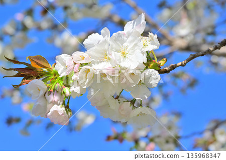 White flowers, Taihaku, cherry blossoms in full bloom on the south side of Akagi under a blue sky White flowers, Taihaku, cherry blossoms in full bloom on the south side of Akagi under a blue sky 135968347