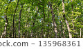 Beautiful green oak forest. Oak trees park in a sunny day. 135968361