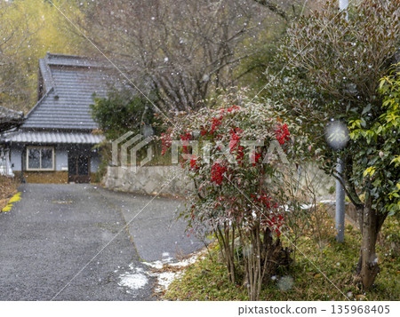 Snow falling in the countryside and a view of nandina 135968405
