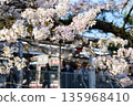 上班或上學前賞櫻 135968410