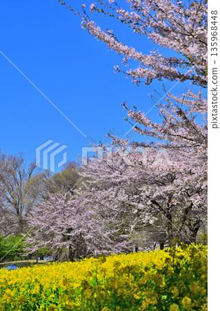 赤城南側的千朵櫻花：藍天、櫻花與油菜花 135968448