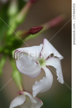 Hakubajou flowers 135968450