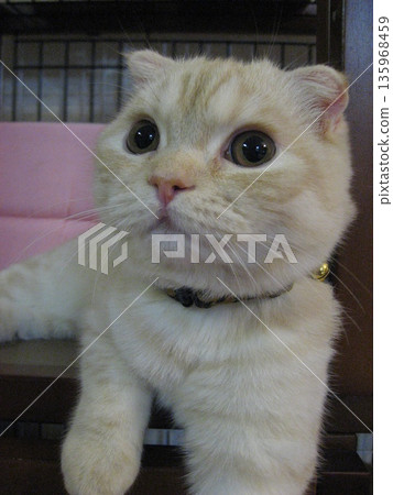 A kitten looking up A kitten looking up 135968459