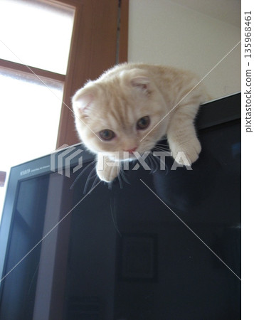 Kitten on TV Kitten on TV 135968461
