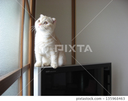 Kitten sitting on the TV Kitten sitting on the TV 135968463