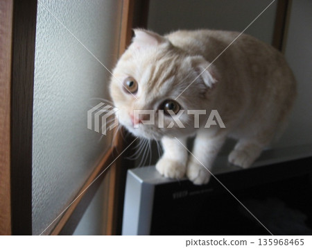 Kitten on TV Kitten on TV 135968465