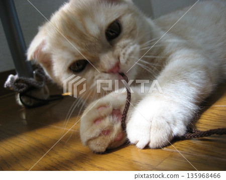 Kitten chewing on string 135968466