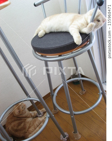 一隻貓坐在椅子上，一隻貓睡在地板上。 135968471