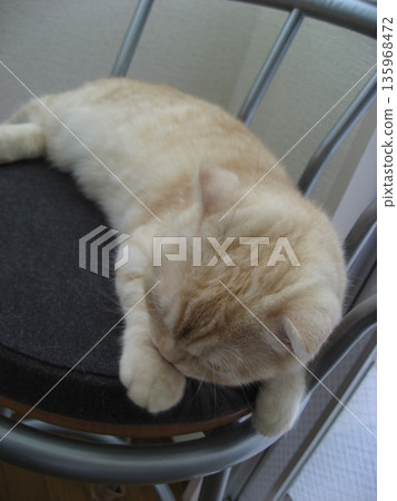 喜歡椅子的小貓 135968472