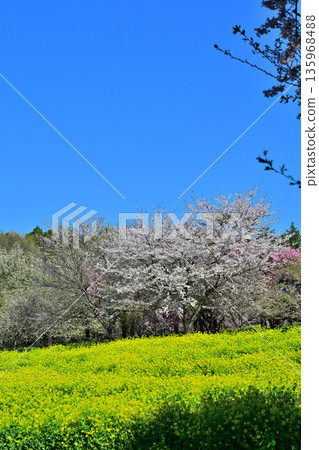 赤城南側的千朵櫻花:藍天、櫻花與油菜花 赤城南側的千朵櫻花:藍天、櫻花與油菜花 135968488
