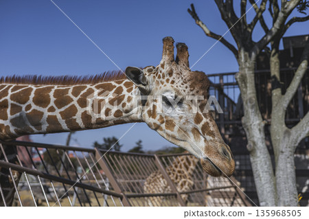 Giraffe profile, head seen from a close distance, giraffe at the zoo Giraffe profile, head seen from a close distance, giraffe at the zoo 135968505