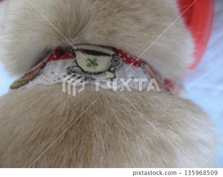 Kitten collar Kitten collar 135968509