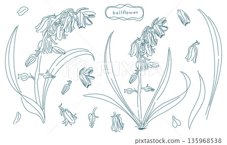 Bellflower line art set (transparent line art) Bellflower line art set (transparent line art) 135968538