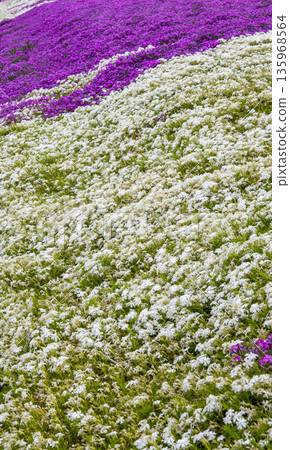 Moss phlox  135968564