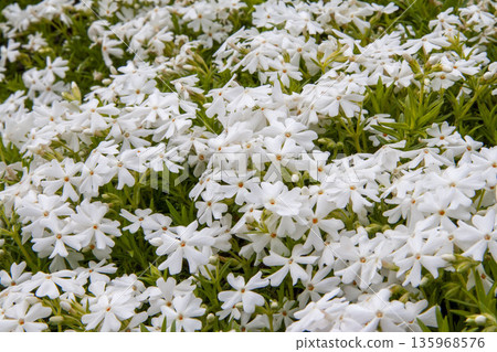 Moss phlox  135968576