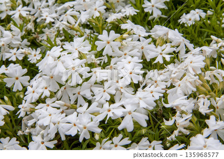 Moss phlox  135968577