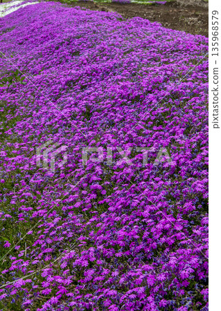 Moss phlox  135968579