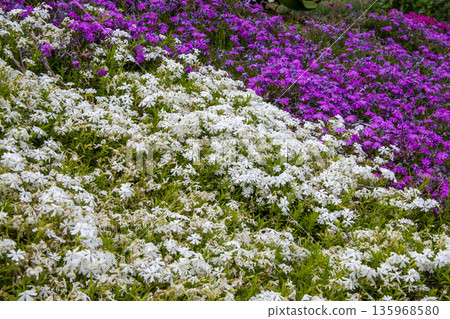 Moss phlox  135968580